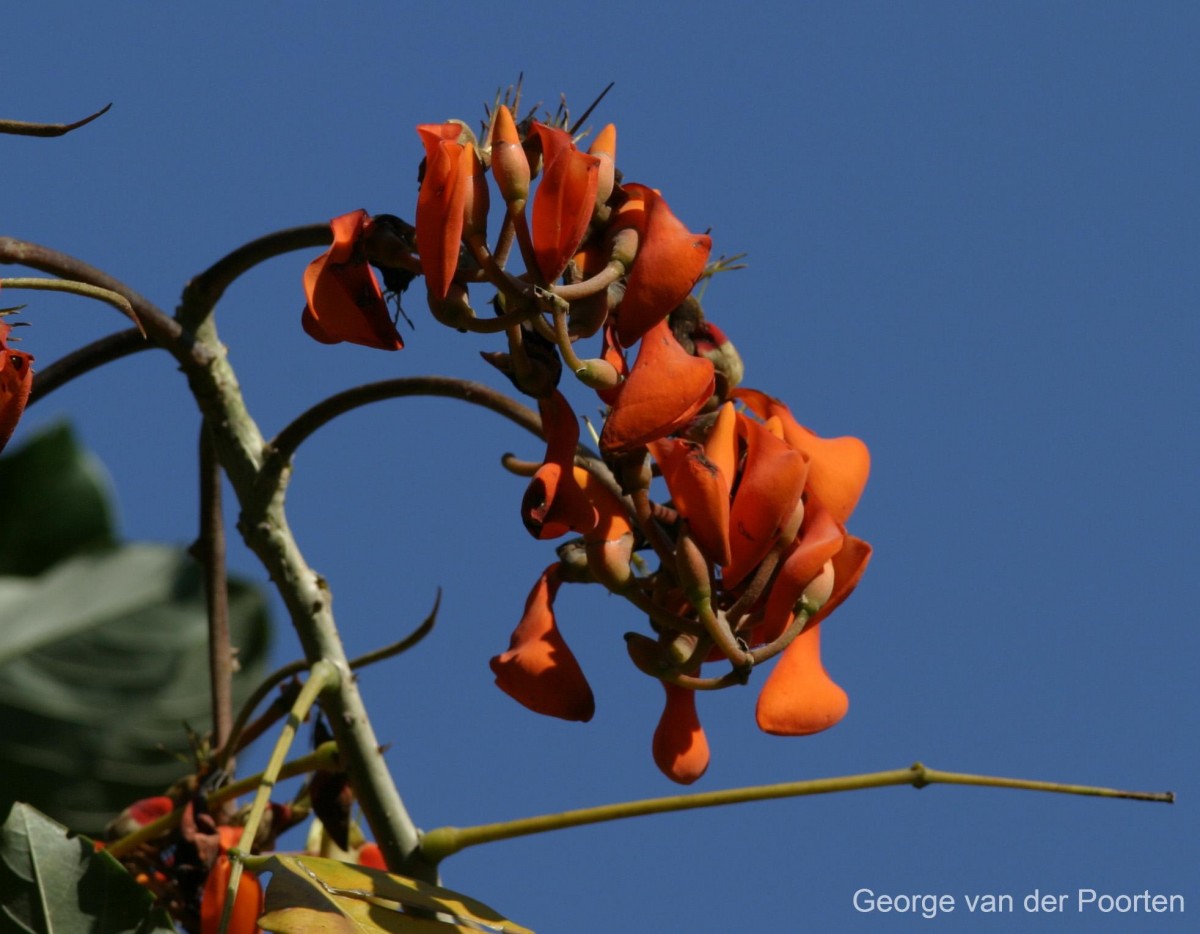 Erythrina fusca Lour.